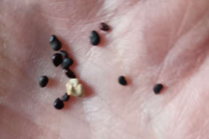 Фотография покупателя товара Семена комнатных цветов Эхиноцереус шарлаховый (Кактус) «Непоседа», 0.05 г, «Гавриш» - Фото 1