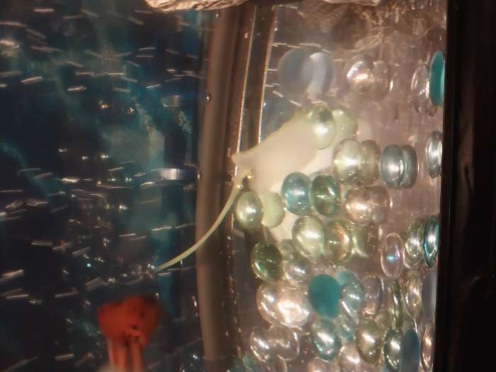 Фотография покупателя товара Пирсинг в бровь циркуляр, шар, d=8 мм, пара, цвет серебро - Фото 1