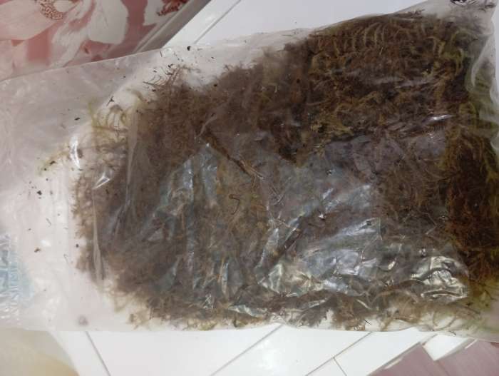 Фотография покупателя товара Мох сфагнум «Рецепты Дедушки Никиты» 5 л. - Фото 55