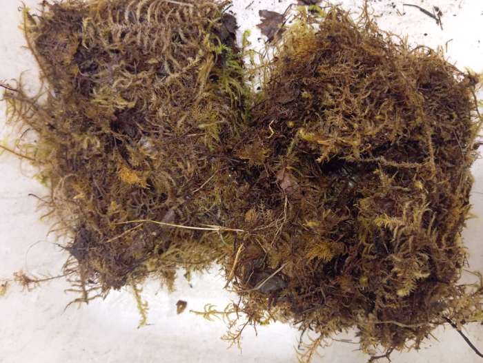 Фотография покупателя товара Мох сфагнум «Рецепты Дедушки Никиты» 5 л. - Фото 53