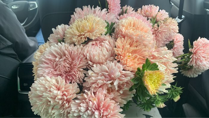 Фотография покупателя товара Семена Цветов Астра СИРИНГА Розовый Перламутр, 0,1 г - Фото 1