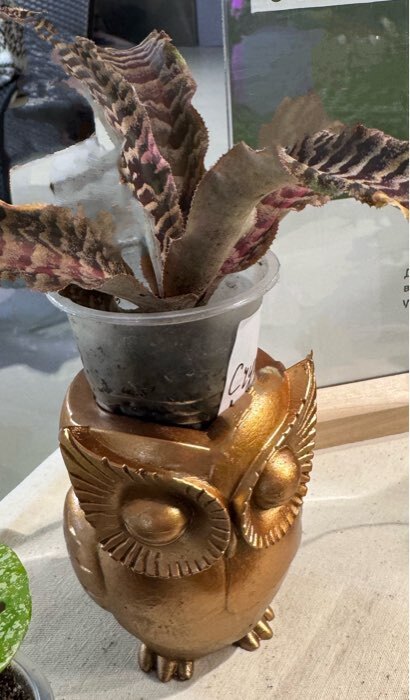 Фотография покупателя товара Кашпо гипс «Сова», 10×7 см, цвет бронза - Фото 1