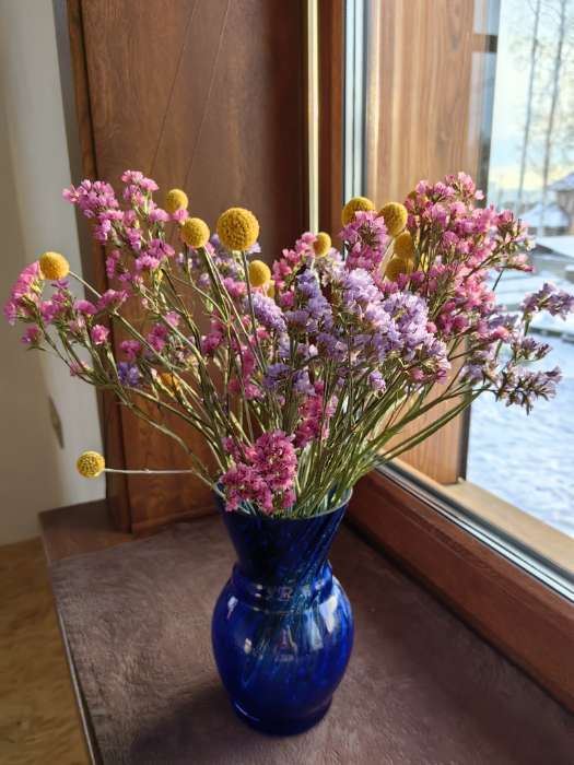 Фотография покупателя товара Семена цветов Краспедия шаровидная "Билли Батон", 10 шт - Фото 2