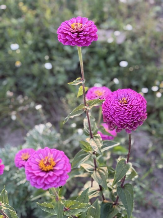 Фотография покупателя товара Семена цветов Цинния Лаванда "Лавандовые грёзы", ц/п, 0,5 г - Фото 4