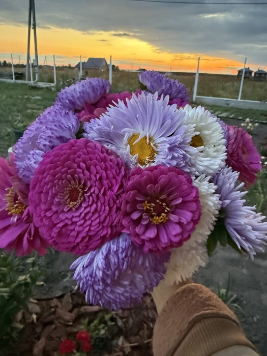 Фотография покупателя товара Семена цветов Цинния Лаванда "Лавандовые грёзы", ц/п, 0,5 г - Фото 5