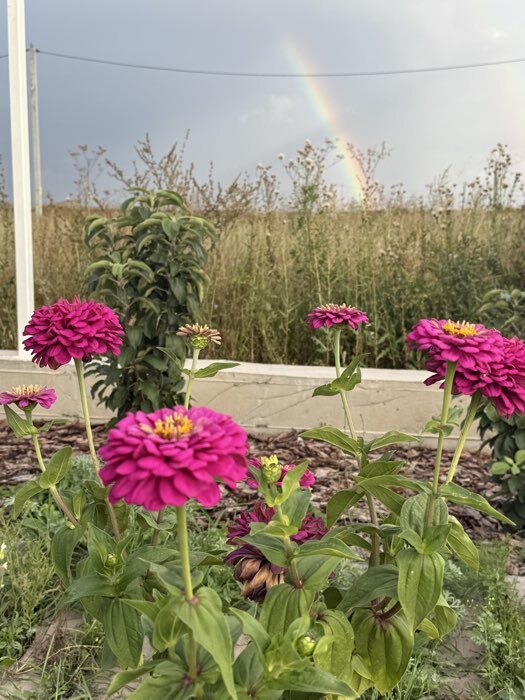 Фотография покупателя товара Семена цветов Цинния Лаванда "Лавандовые грёзы", ц/п, 0,5 г - Фото 6