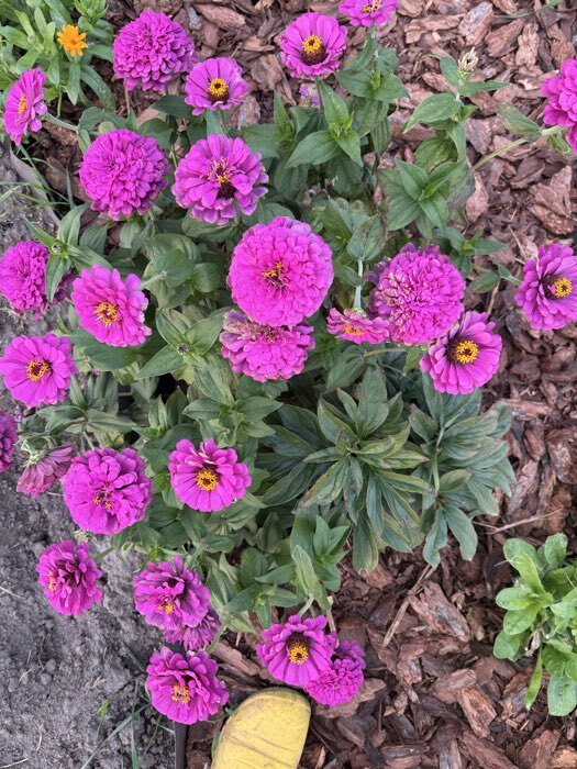 Фотография покупателя товара Семена цветов Цинния Лаванда "Лавандовые грёзы", ц/п, 0,5 г - Фото 3