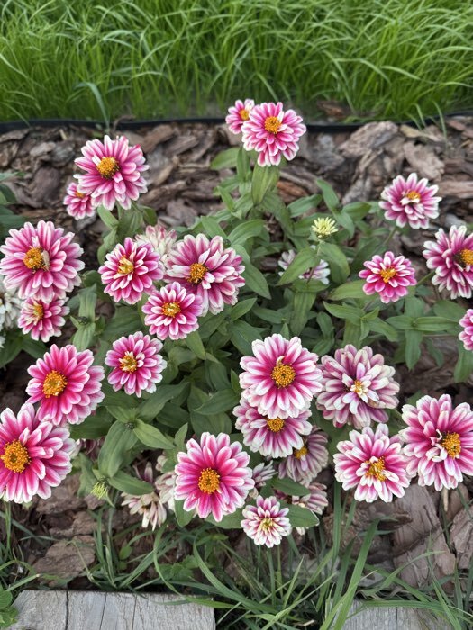 Фотография покупателя товара Семена Цветов Цинния "Расберри Риппл", 5 шт - Фото 4