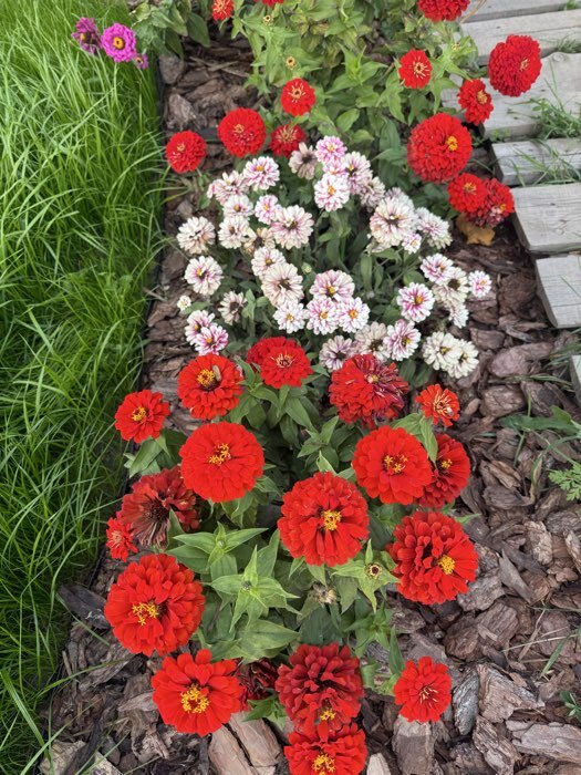 Фотография покупателя товара Семена Цветов Цинния "Расберри Риппл", 5 шт - Фото 2