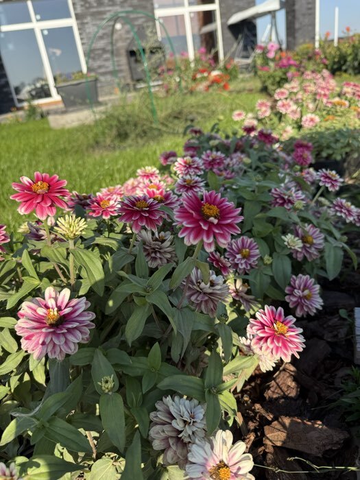 Фотография покупателя товара Семена Цветов Цинния "Расберри Риппл", 5 шт - Фото 6