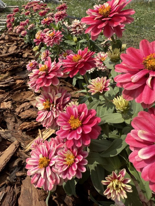 Фотография покупателя товара Семена Цветов Цинния "Расберри Риппл", 5 шт - Фото 5