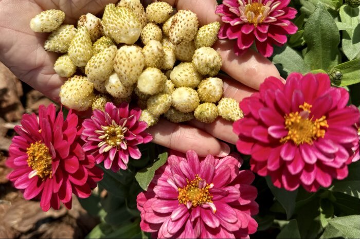 Фотография покупателя товара Семена Цветов Цинния "Расберри Риппл", 5 шт - Фото 1