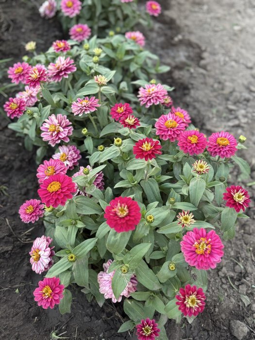 Фотография покупателя товара Семена Цветов Цинния "Расберри Риппл", 5 шт - Фото 3