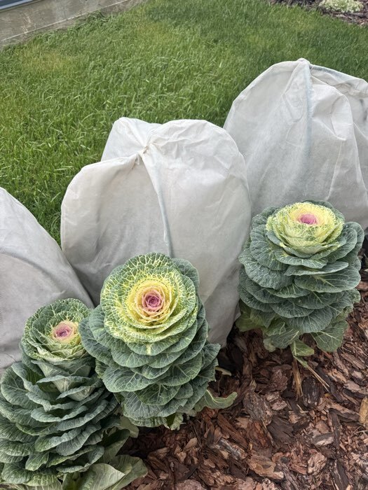 Фотография покупателя товара Семена цветов Капуста декоративная "Крейн биколор F1", смесь окрасок, О, 7 шт - Фото 4