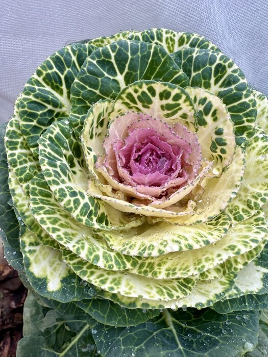 Фотография покупателя товара Семена цветов Капуста декоративная "Крейн биколор F1", смесь окрасок, О, 7 шт - Фото 6