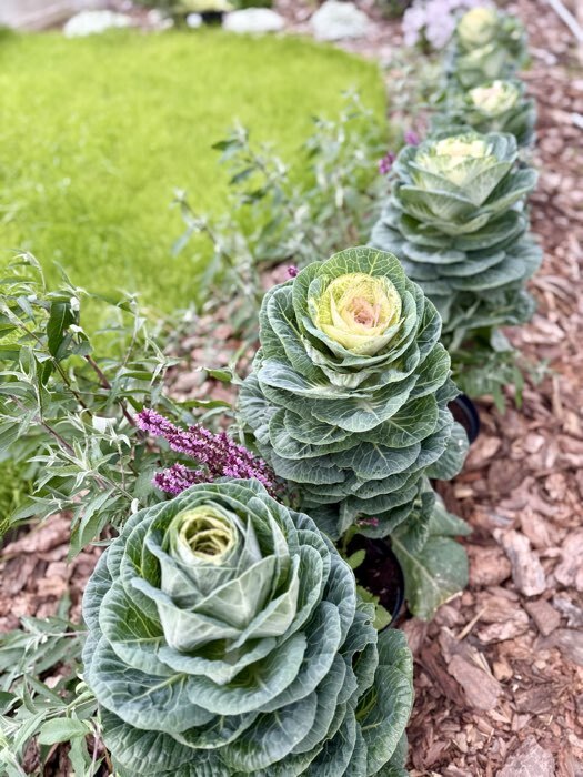 Фотография покупателя товара Семена цветов Капуста декоративная "Крейн биколор F1", смесь окрасок, О, 7 шт - Фото 2