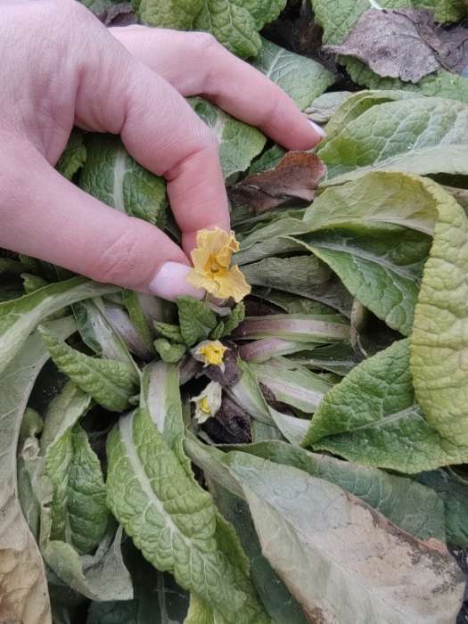 Фотография покупателя товара Семена цветов Примула "Крупноцветная", смесь, 0,05 г - Фото 6