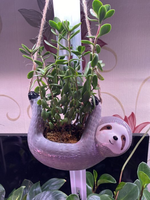 Фотография покупателя товара Кашпо подвесное «Ленивец», 300 мл, керамика, серое - Фото 1