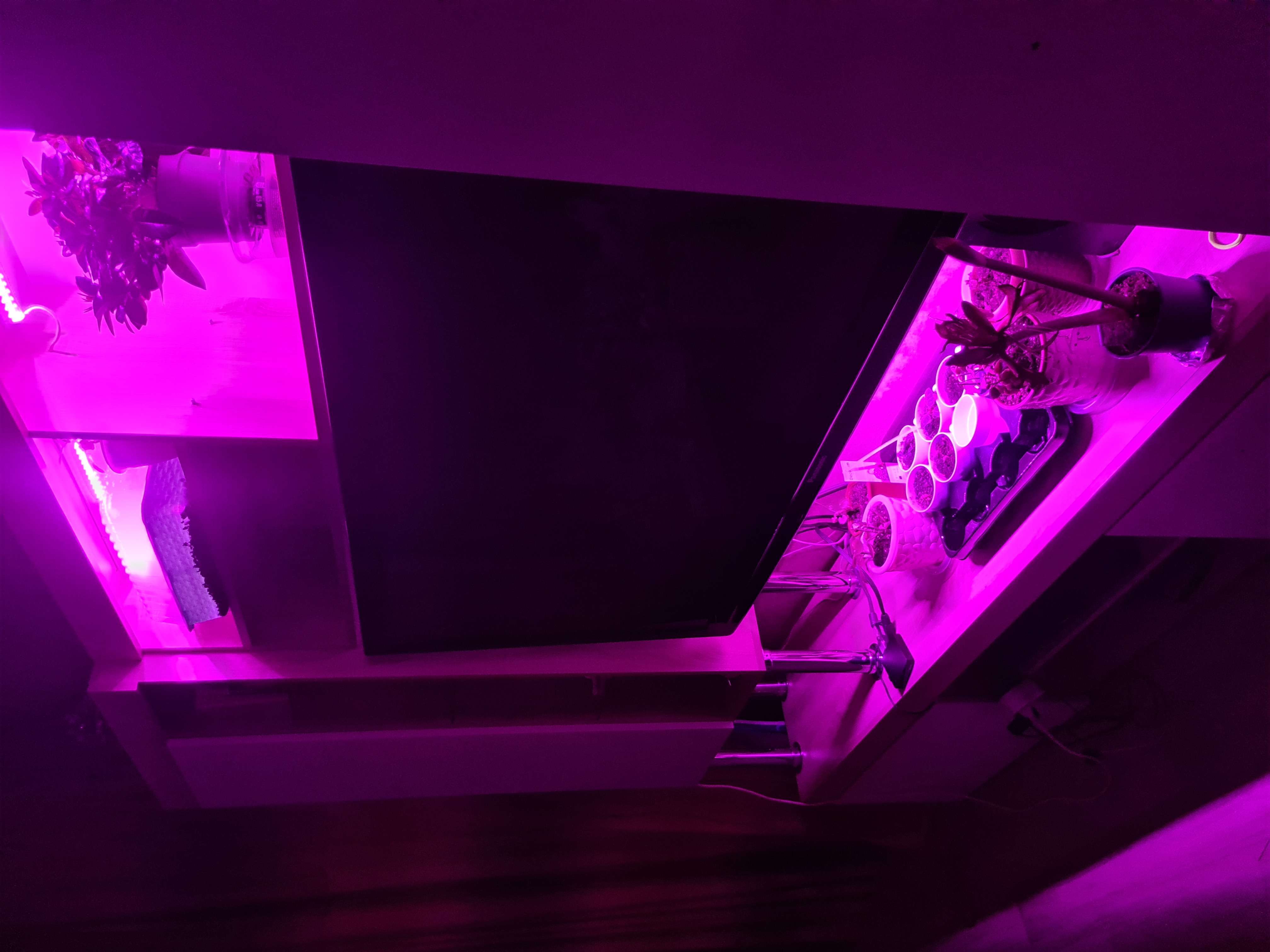 Фотография покупателя товара УЦЕНКА Фитосветильник светодиодный Luazon, 10 Вт, 600 мм, IP20, 220 В, мультиспектральный - Фото 8