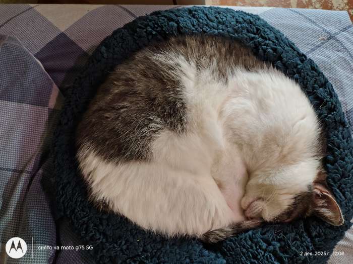 Фотография покупателя товара Лежанка животных «Уют», 45×35×11 см, мягкий мех, цвет молочный - Фото 2