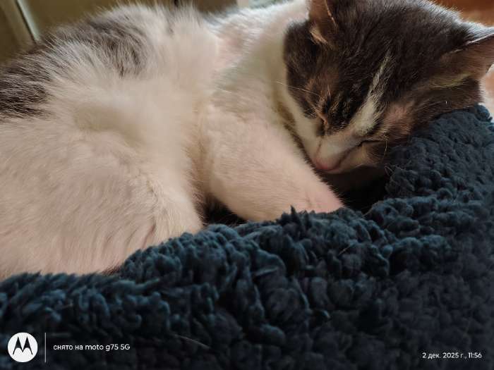 Фотография покупателя товара Лежанка животных «Уют», 45×35×11 см, мягкий мех, цвет молочный - Фото 1