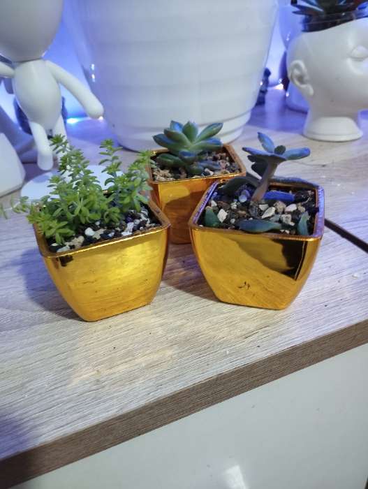 Фотография покупателя товара УЦЕНКА Флористическое кашпо «Аксель», с вкладышем из пенопласта, 5.5×5.5×5 см, золотистое - Фото 1