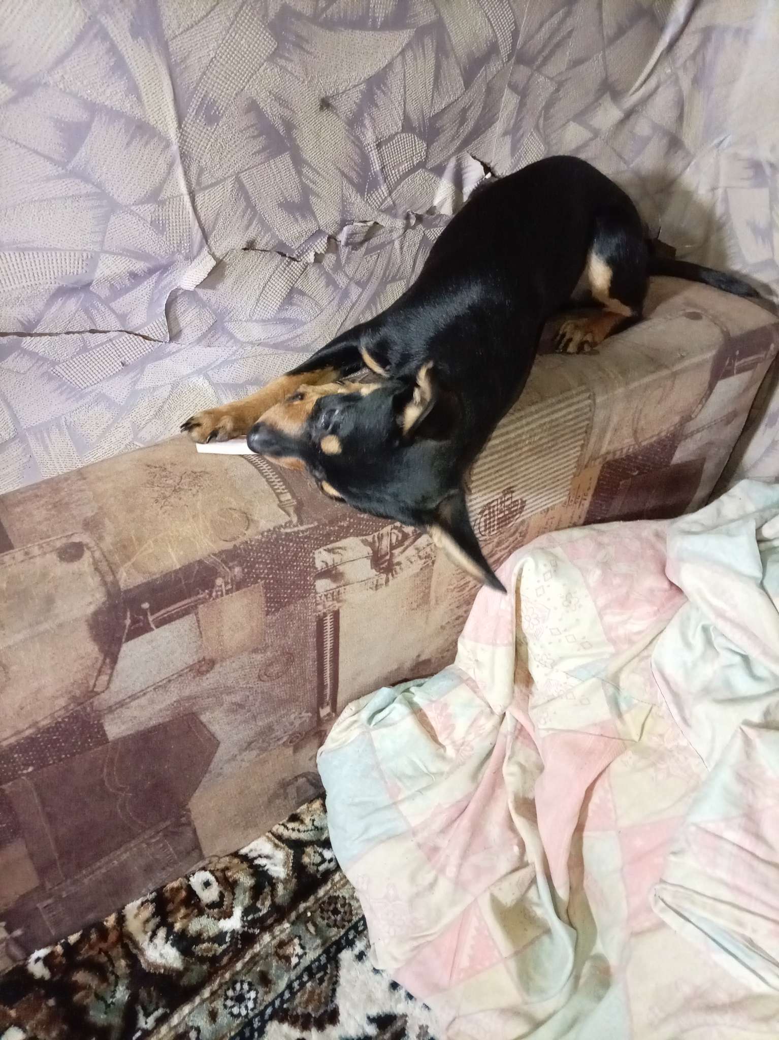 Фотография покупателя товара ДЕНТАЛ+ Снек для собак Titbit для мини-пород, с мясом кролика, 25 г - Фото 2