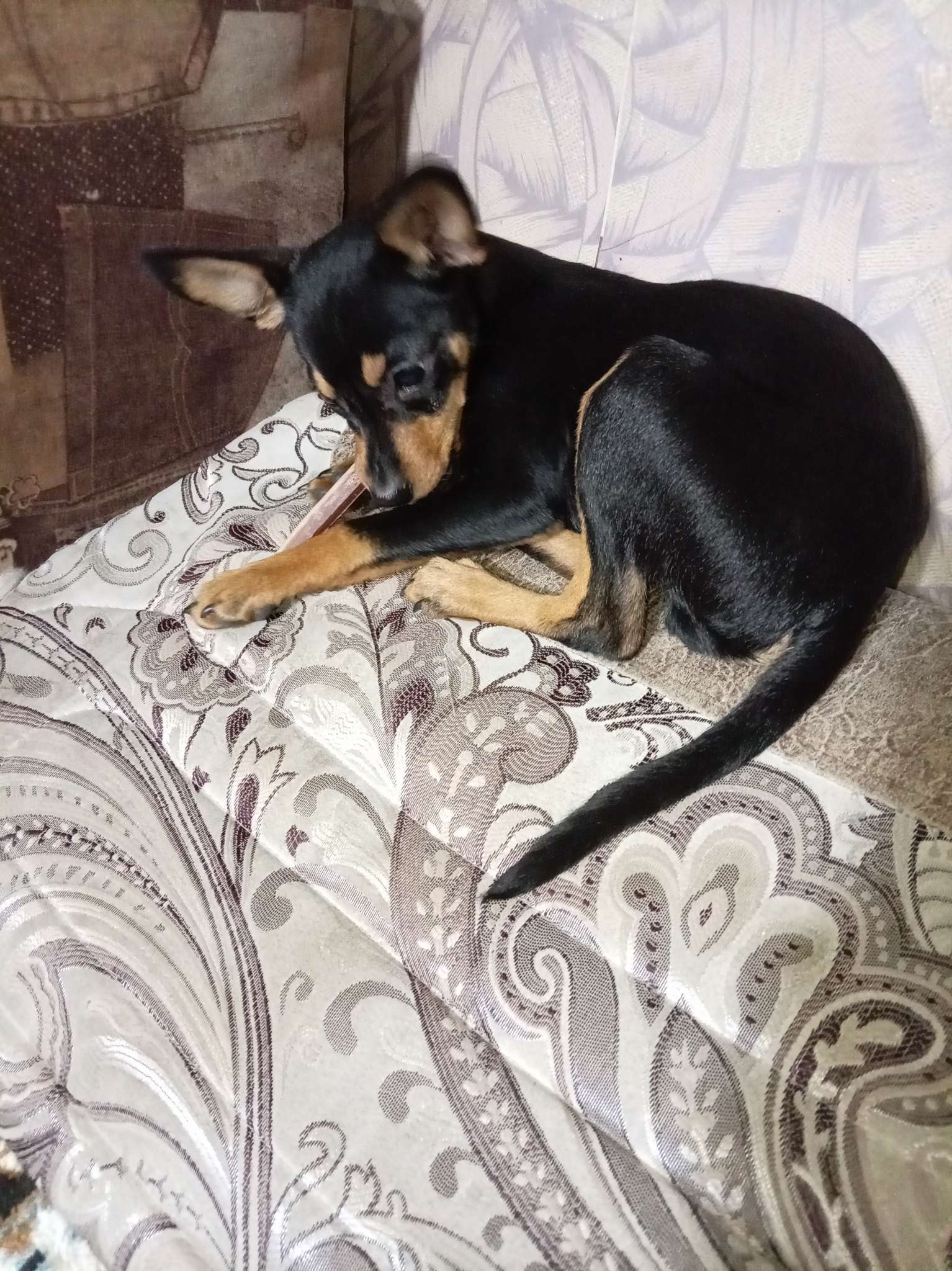 Фотография покупателя товара ДЕНТАЛ+ Снек для собак Titbit для мини-пород, с мясом кролика, 25 г - Фото 3