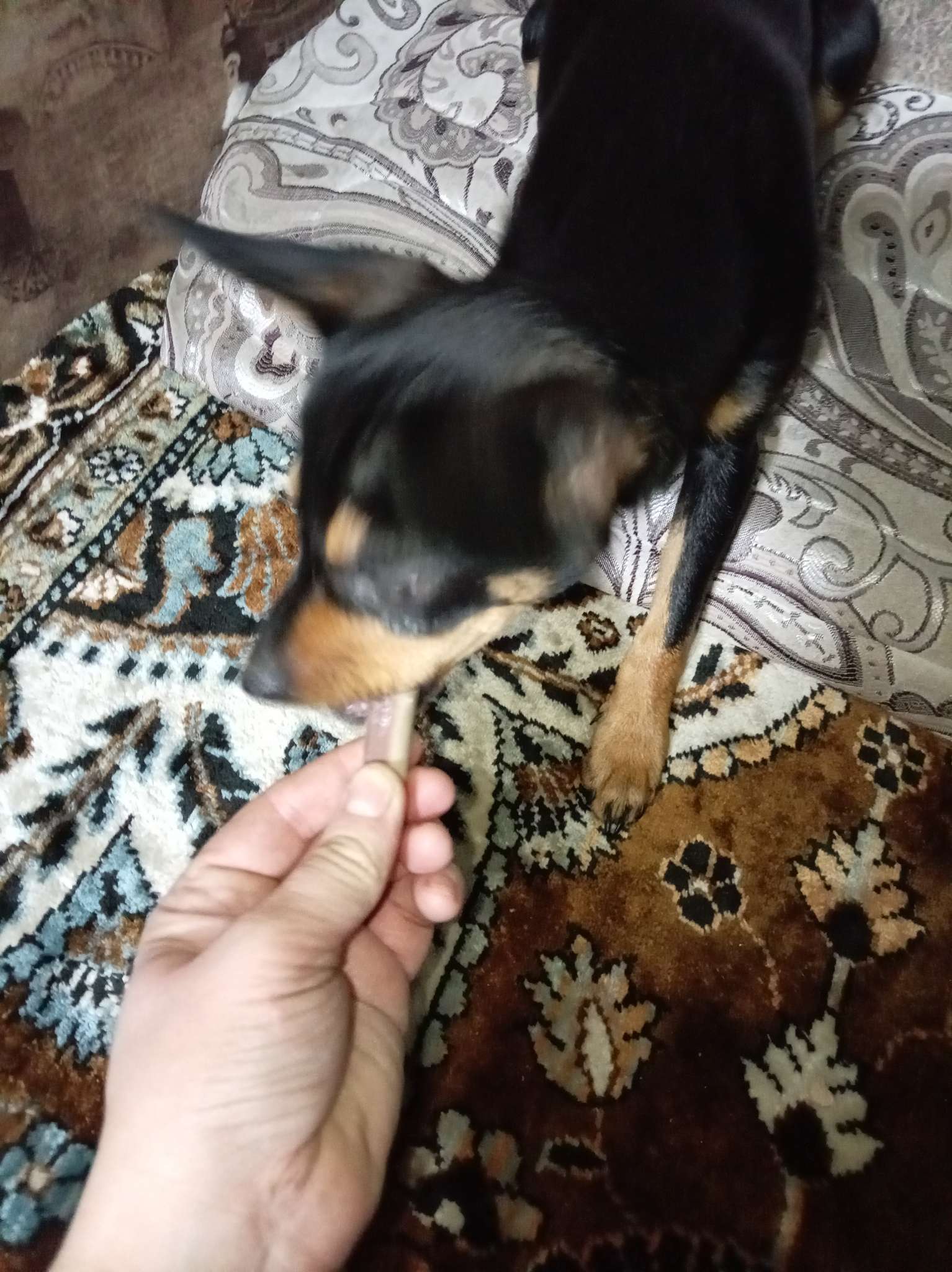 Фотография покупателя товара ДЕНТАЛ+ Снек для собак Titbit для мини-пород, с мясом кролика, 25 г - Фото 4