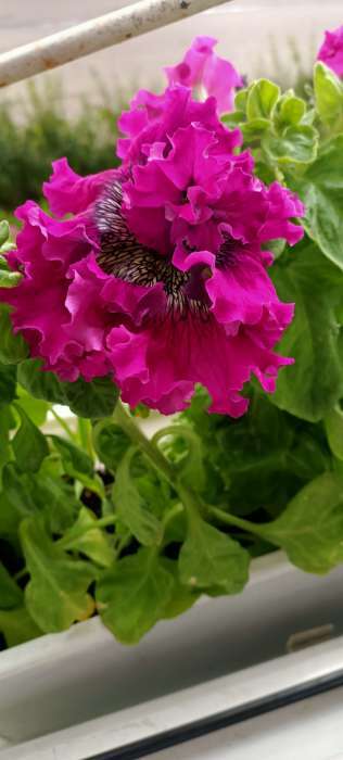 Фотография покупателя товара Семена цветов Петуния "Титан пурпуровый", ц/п,   бахромчатый, серия Русский Богатырь,  7 шт - Фото 2