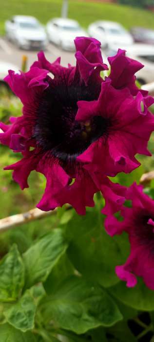 Фотография покупателя товара Семена цветов Петуния "Титан пурпуровый", ц/п,   бахромчатый, серия Русский Богатырь,  7 шт - Фото 1