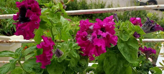 Фотография покупателя товара Семена цветов Петуния "Титан пурпуровый", ц/п,   бахромчатый, серия Русский Богатырь,  7 шт - Фото 3