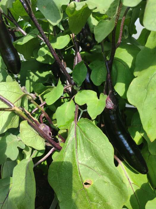 Фотография покупателя товара Семена Баклажан «Король Рынка», F1, 35 шт., «Русский огород» - Фото 1