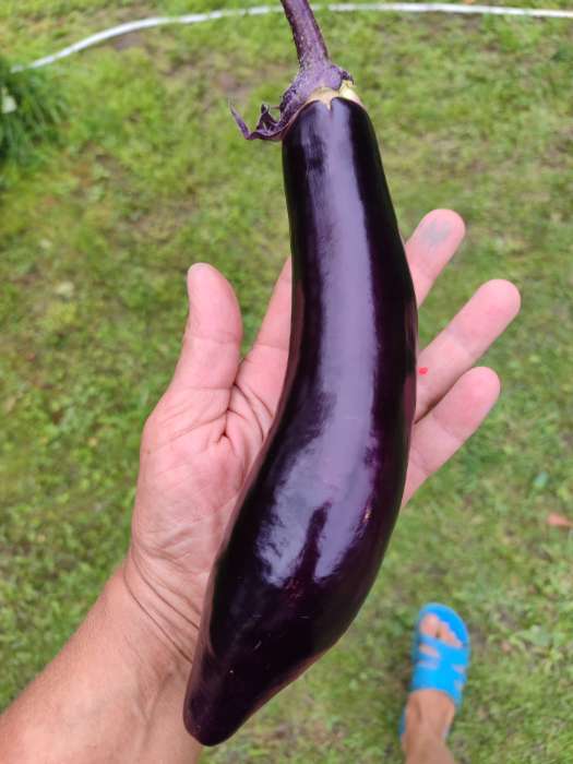 Фотография покупателя товара Семена Баклажан «Король Рынка», F1, 35 шт., «Русский огород» - Фото 2