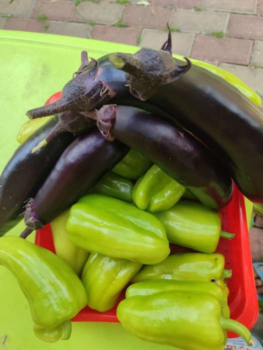 Фотография покупателя товара Семена Баклажан «Король Рынка», F1, 35 шт., «Русский огород» - Фото 3