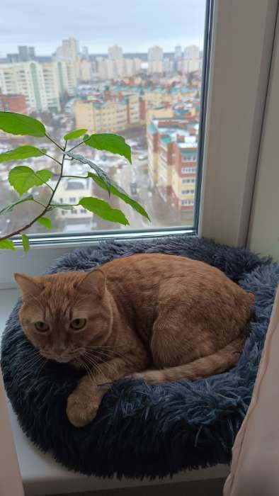 Фотография покупателя товара Лежанка для животных, длинный мех, 45×35×11 см, серая - Фото 11