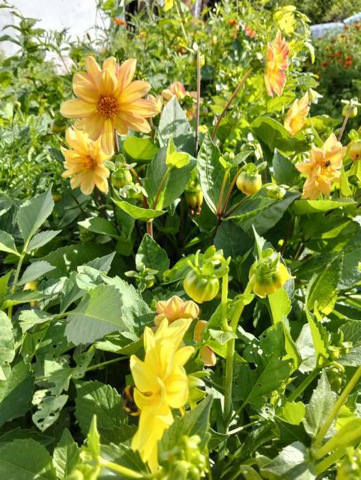 Фотография покупателя товара Семена цветов Георгин «Махровая смесь», 0.3 г, «Рецепты дедушки Никиты» - Фото 2