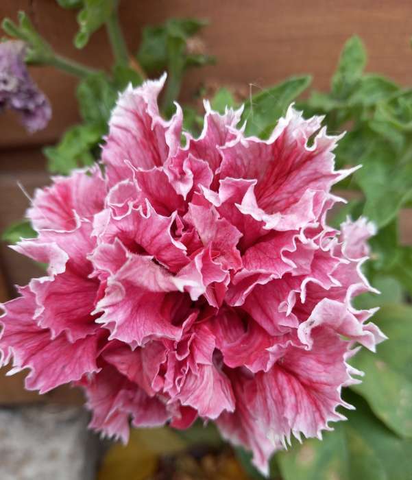 Фотография покупателя товара Семена цветов Петуния "Глория" F1 махровая, смесь, серия Профи, О, 8 шт - Фото 1