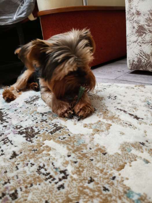 Фотография покупателя товара Зубная щетка TitBit ДЕНТАЛ+ для собак маленьких пород, мясо кролика 15 г