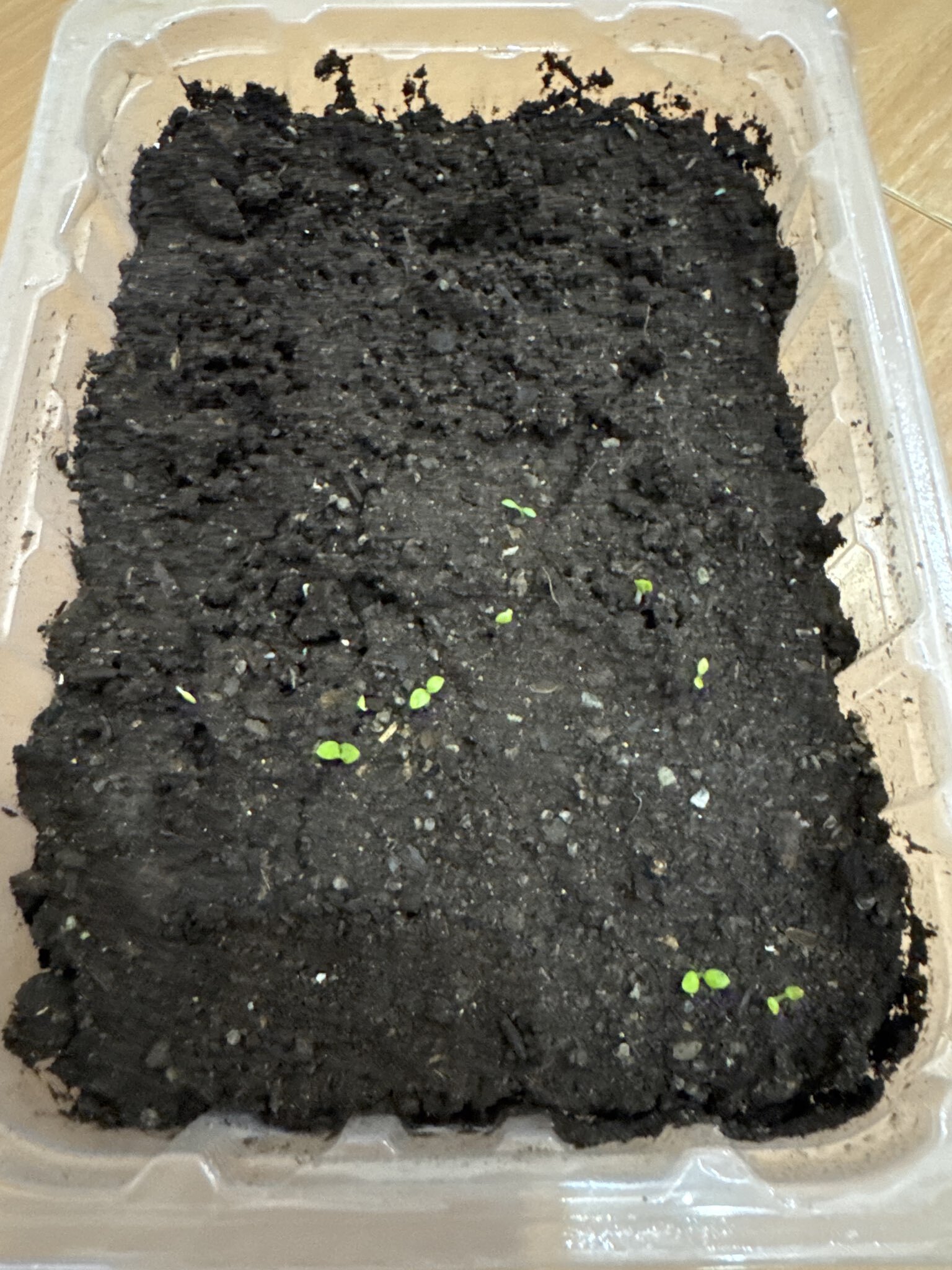 Фотография покупателя товара Семена цветов Дельфиниум «Гроздь Сапфиров», 0.1 г - Фото 24