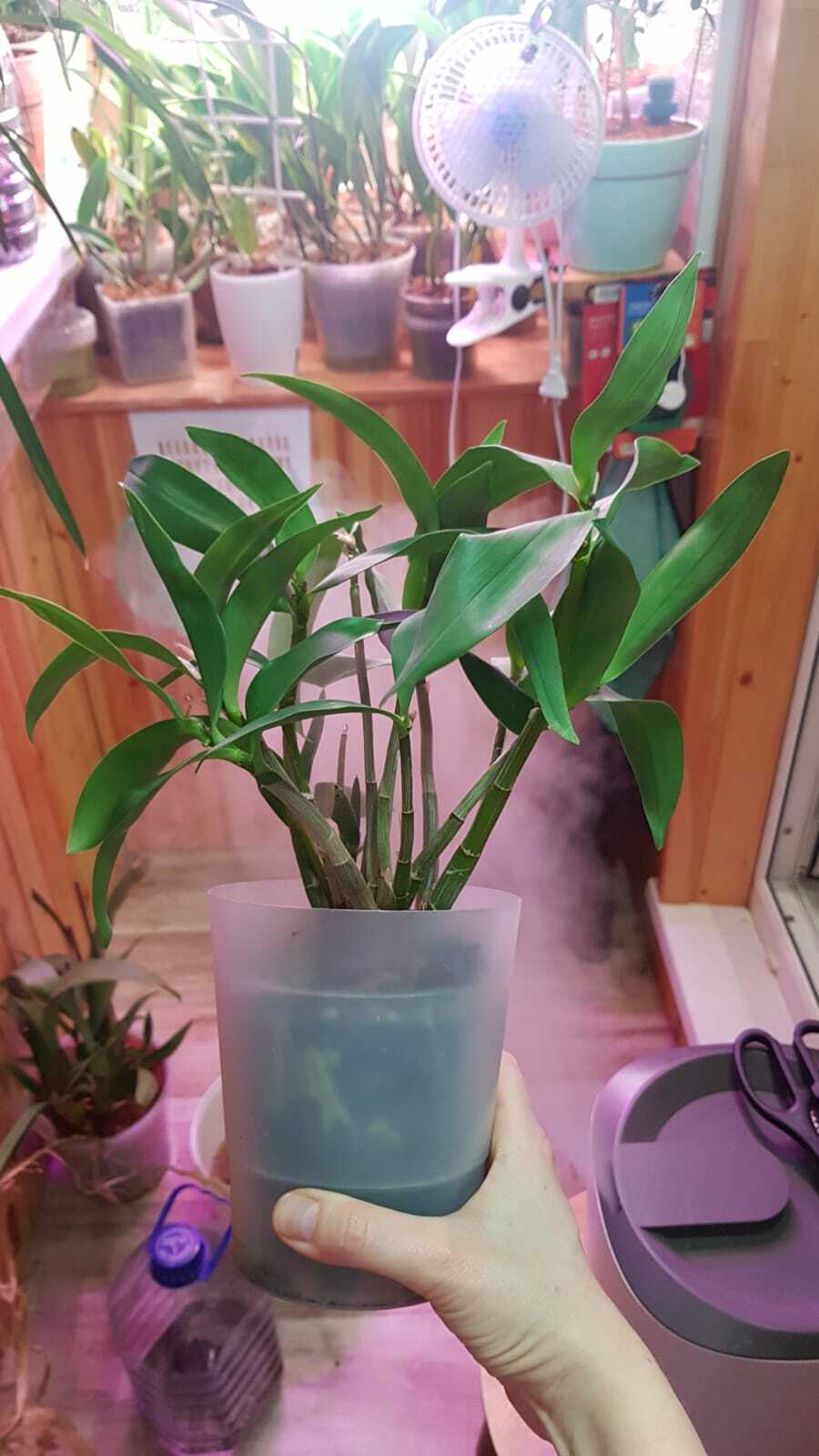Фотография покупателя товара Кашпо для орхидей «Радуга», 1,25 л, цвет прозрачный - Фото 1
