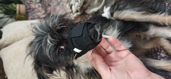 Фотография покупателя товара Намордник сетчатый, размер M, длина по носу 10 см, обхват морды 20 см, с двойной фиксацией, чёрный - Фото 2