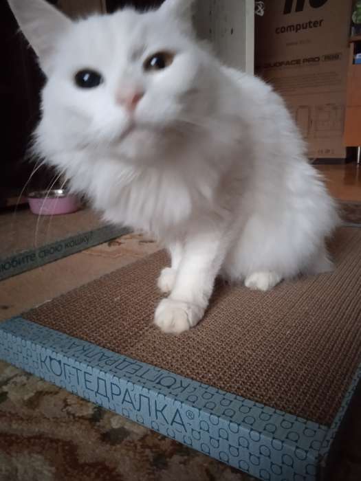 Фотография покупателя товара Домашняя когтеточка-лежанка для кошек, 56×30 см, гофрокартон - Фото 1