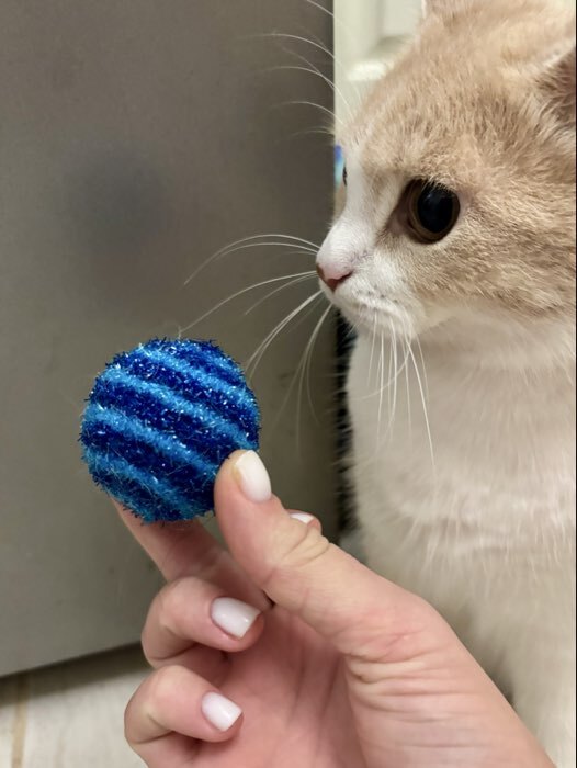 Фотография покупателя товара Шар-погремушка, 5 см, блестящий, двухцветный, синий, голубой - Фото 1