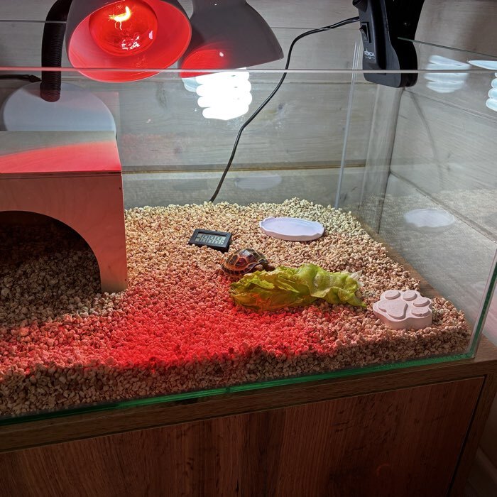 Фотография покупателя товара Террариум без крышки, 45 л, 55×33 см - Фото 2