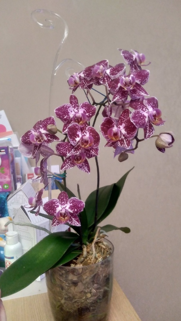 Фотография покупателя товара Опора для орхидей, цвет прозрачный
