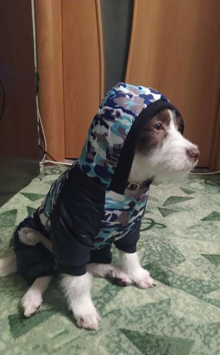 Фотография покупателя товара Комбинезон для собак на меховом подкладе с капюшоном, размер XL (ДС 35, ОШ 40, ОГ 48 см) - Фото 1