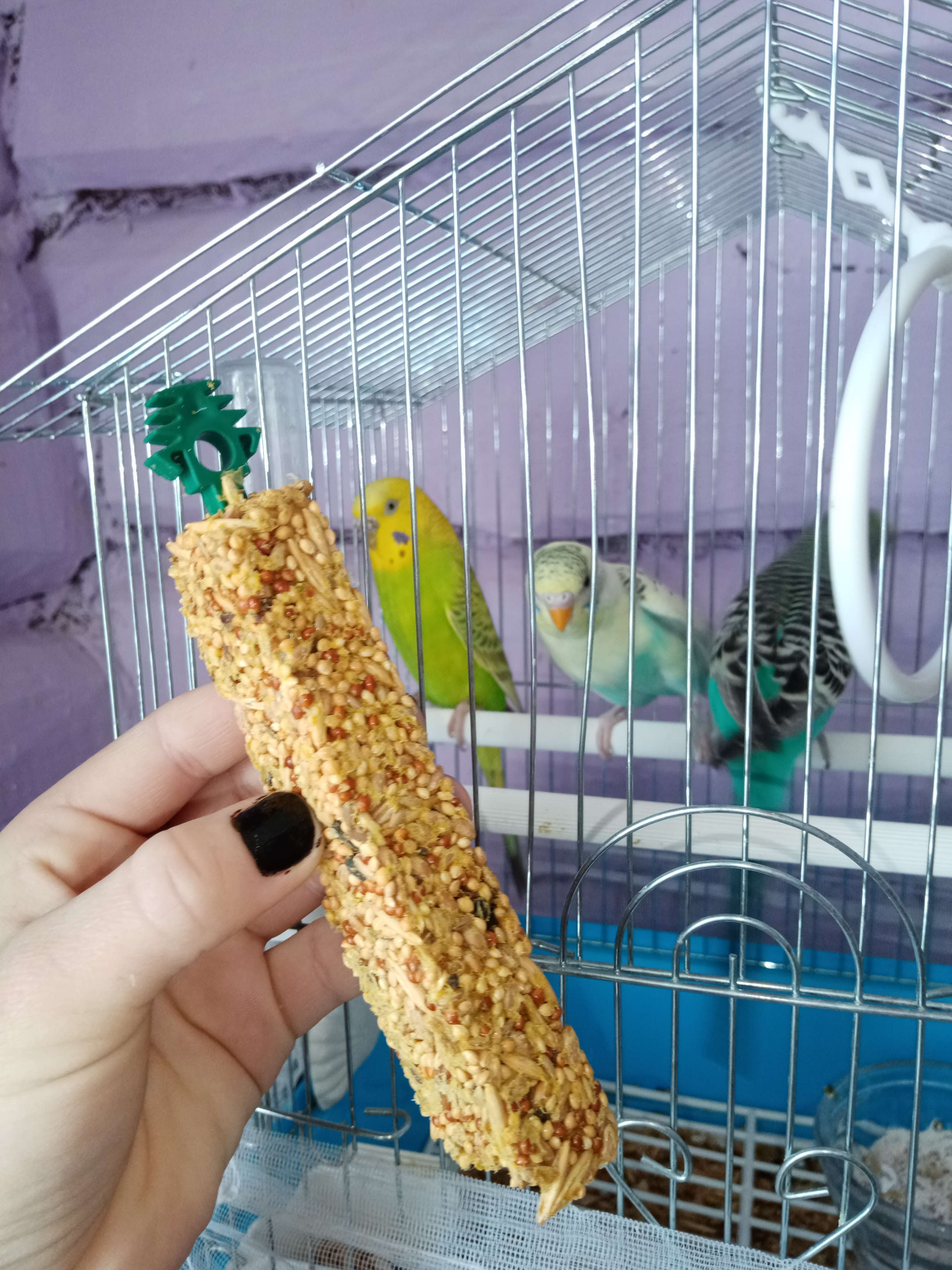 Фотография покупателя товара Зерновые палочки "Пижон" для птиц, с орехами, 2 шт, 96 г - Фото 7