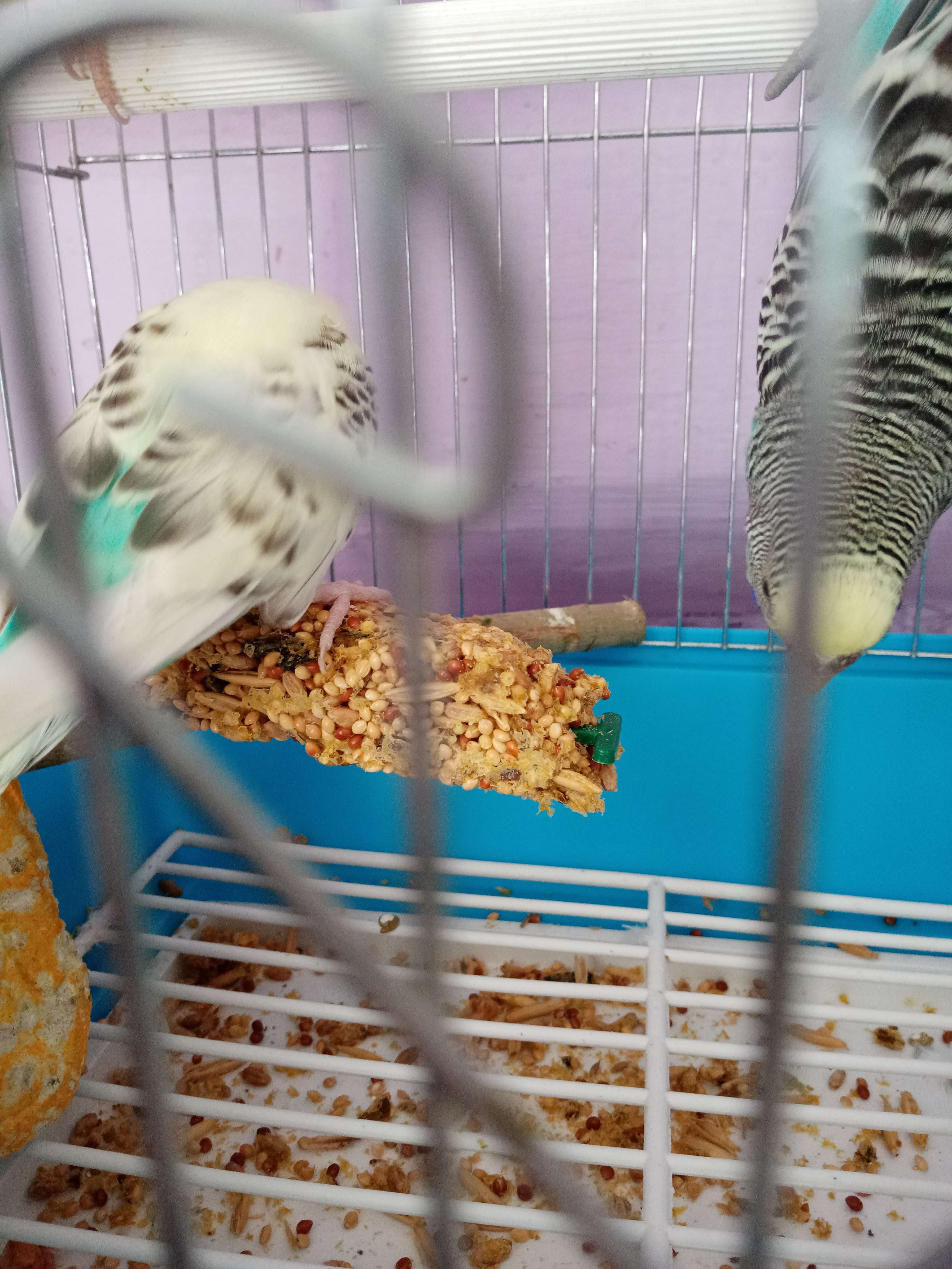 Фотография покупателя товара Зерновые палочки "Пижон" для птиц, с орехами, 2 шт, 96 г - Фото 4
