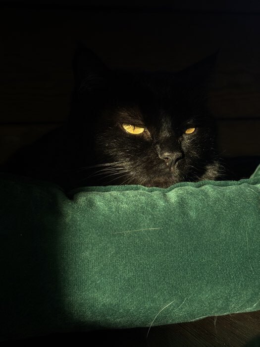 Фотография покупателя товара Лежанка для кошек и собак велюровая Pet Lab, 55×50×15 см, изумрудная - Фото 1